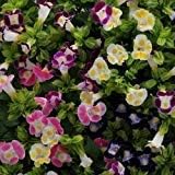 Mix Fournieri Flower seeds for Planting - Hardy Variety, Heirloom & GMO Free Seeds for Home Garden
Sale seeds for planting in home garden