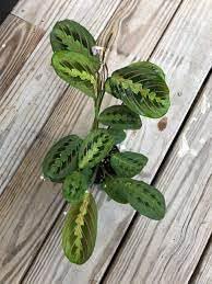 Maranta Leuconeura - Flower seeds for Planting - Compact Growth, Heirloom & GMO Free Seeds for Home Garden
Sale for planting in home garden.