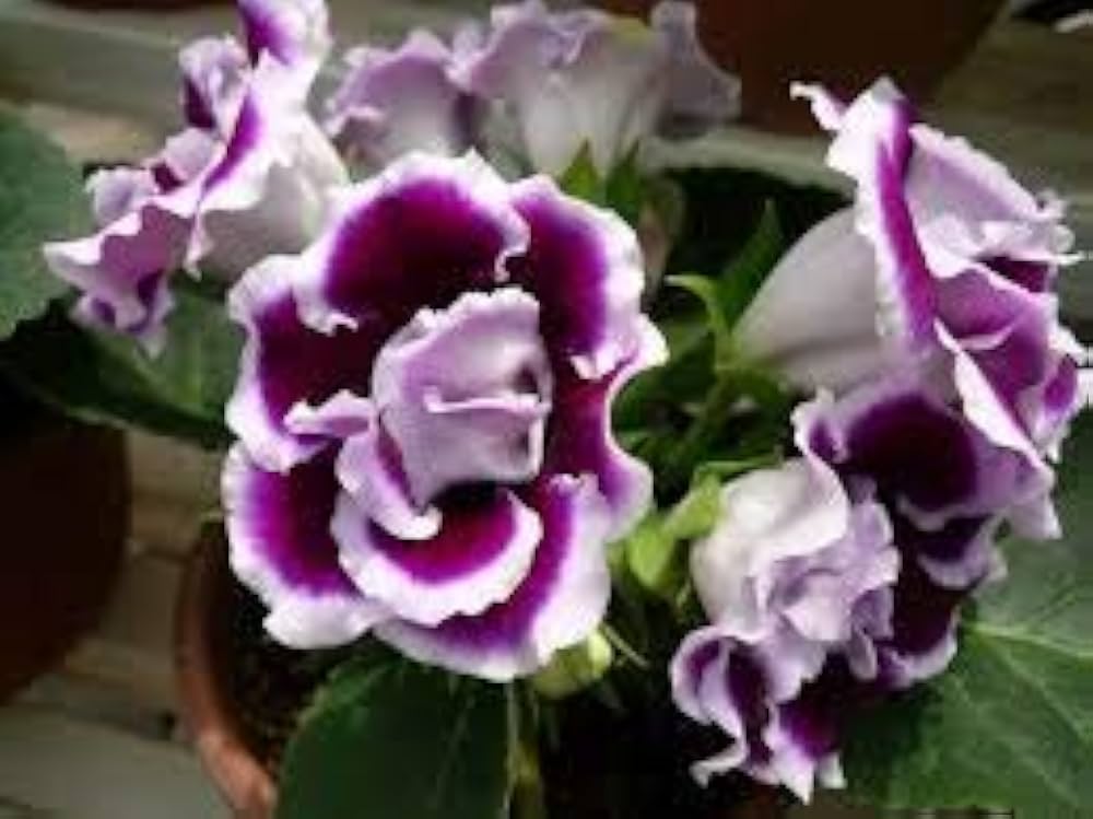 White Purple Gloxinia Flower seeds for Planting - Long Bloom Season, Heirloom & GMO Free Seeds for Home Garden