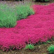 Thymus Serpyllum Flower seeds for Planting Cottage Garden Essential Heirloom & GMO Free Seeds for Home Garden
Sale for planting in home garden