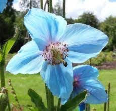 Meconopsis Betonicifolia Flower seeds for Planting Pollinator Friendly Heirloom & GMO Free Seeds for Home Garden
Sale for planting in home garden