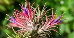 Bromeliad Tillandsia Flower seeds for Planting - Long Bloom Season, Heirloom & GMO Free Seeds for Home Garden
Sale for planting in home garden.