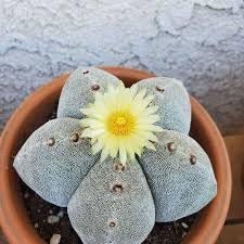 Astrophytum Flower seeds for Planting Cottage Garden Essential Heirloom & GMO Free Seeds for Home Garden
Sale for planting in home garden
