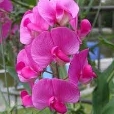 Heirloom Sweet Pea Flower seeds for Planting Cottage Garden Essential Heirloom & GMO Free Seeds for Home Garden
Sale for planting in home garden