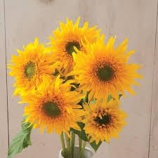 Heirloom Burst SunFlower seeds for Planting Drought Tolerant Heirloom & GMO Free Seeds for Home Garden
Sale for planting in home garden