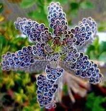 Daigremontiana Flower seeds for Planting Premium Quality Heirloom & GMO Free Seeds for Home Garden
Sale for planting in home garden