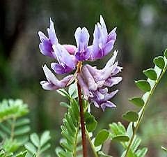 Purple Astragalus Flower seeds for Planting - Drought Tolerant, Heirloom & GMO Free Seeds for Home Garden
Sale for planting in home garden.