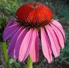 Heirloom ConeFlower seeds for Planting Long Bloom Season Heirloom & GMO Free Seeds for Home Garden
Sale for planting in home garden