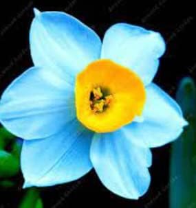 Blue Yellow Narcissus Flower seeds for Planting - Easy to Grow, Heirloom & GMO Free Seeds for Home Garden
Sale for planting in home garden