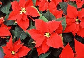 Poinsettia Flower seeds for Planting Easy to Grow Heirloom & GMO Free Seeds for Home Garden
Sale for planting in home garden