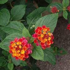 Heirloom Camara Flower seeds for Planting Garden Favorite Heirloom & GMO Free Seeds for Home Garden
Sale for planting in home garden