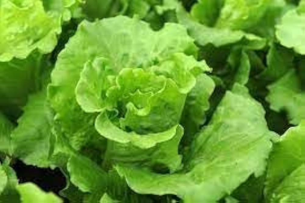 レタス 野菜の種