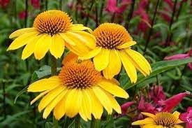 ConeFlower seeds for Planting Sun Loving Heirloom & GMO Free Seeds for Home Garden
Sale for planting in home garden