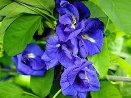 Heirloom Clitoria Ternatea Flower seeds for Planting Hardy Variety Heirloom & GMO Free Seeds for Home Garden
Sale for planting in home garden