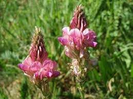 Sainfoin Flower seeds for Planting - Sun Loving, Heirloom & GMO Free Seeds for Home Garden
Sale for planting in home garden