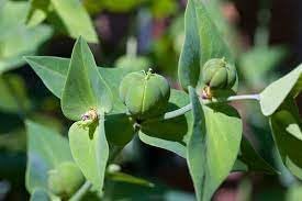 Lathyris Flower seeds for Planting - Compact Growth, Heirloom & GMO Free Seeds for Home Garden
Sale for planting in home garden