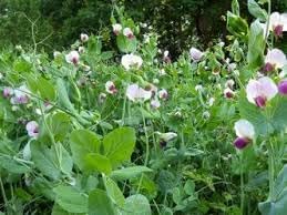 Pisum Sativum Flower seeds for Planting - Low Maintenance, Heirloom & GMO Free Seeds for Home Garden
Sale seeds for planting in home garden