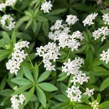 Asperula Flower seeds for Planting Cottage Garden Essential Heirloom & GMO Free Seeds for Home Garden
Sale seeds for home garden planting