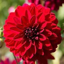 Dahlia Flower seeds for Planting Sun Loving Heirloom & GMO Free Seeds for Home Garden
Sale for planting in home garden