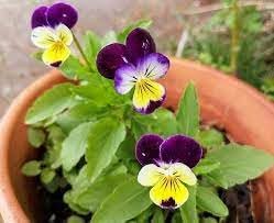 Heirloom Johnny Jump Up Flower seeds for Planting Cut Flower Favorite Heirloom & GMO Free Seeds for Home Garden
Sale for planting in home garden