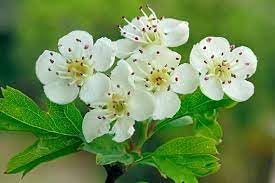 Monogyna Flower seeds for Planting - Cottage Garden Essential, Heirloom & GMO Free Seeds for Home Garden
Sale seeds for planting in home garden