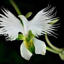 Egret Dove Orchid Flower seeds for Planting - Sun Loving, Heirloom & GMO Free Seeds for Home Garden
Sale for planting in home garden
