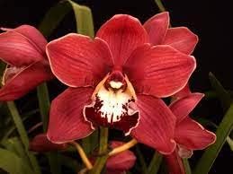 Red Cymbidium Orchid Flower seeds for Planting - Drought Tolerant, Heirloom & GMO Free Seeds for Home Garden
Sale for planting in home garden.