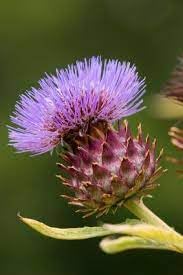 Cynara Flower seeds for Planting - Hardy Variety, Heirloom & GMO Free Seeds for Home Garden
Sale for planting in home garden.