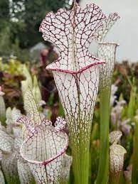 Carnivorous Flower seeds for Planting - Garden Favorite, Heirloom & GMO Free Seeds for Home Garden
Sale seeds for planting in home garden