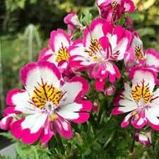 Schizanthus Flower seeds for Planting Cut Flower Favorite Heirloom & GMO Free Seeds for Home Garden
Sale for planting in home garden