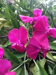 Everlasting Pea Flower seeds for Planting - Garden Favorite, Heirloom & GMO Free Seeds for Home Garden
Sale seeds for planting in home garden