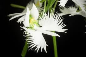 Egret Orchid Flower seeds for Planting Pollinator Friendly Heirloom & GMO Free Seeds for Home Garden
Sale for planting in home garden