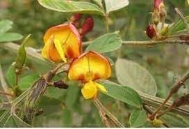 Cajanus Flower seeds for Planting - Perfect for Borders, Heirloom & GMO Free Seeds for Home Garden
Sale for planting in home garden.