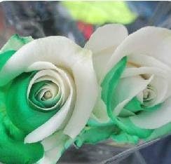 White Green Rose Flower Seeds for Planting – Heirloom, Non-GMO, Hardy Garden Variety Seeds
Sale for planting in home garden.