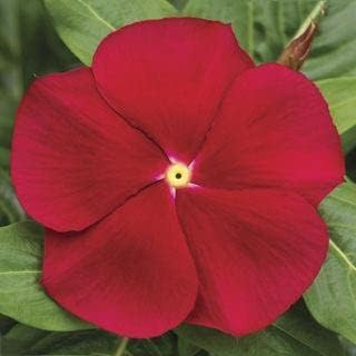Red Periwinkle Flower seeds for Planting - Low Maintenance, Heirloom & GMO Free Seeds for Home Garden
Sale for planting in home garden