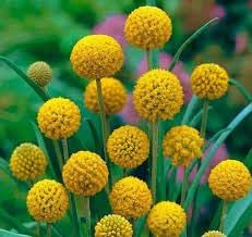 Globosa Flower seeds for Planting Vibrant Colors Heirloom & GMO Free Seeds for Home Garden
Sale for planting in home garden