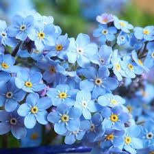 Myosotis Sylvatica Flower seeds for Planting Cottage Garden Essential Heirloom & GMO Free Seeds for Home Garden
Sale for planting in home garden