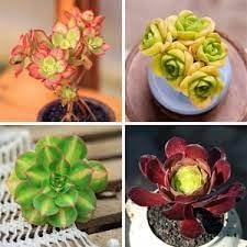 Mountain Rose Flower seeds for Planting Garden Favorite Heirloom & GMO Free Seeds for Home Garden
Sale for planting in home garden