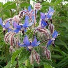 Borage Heirloom Non GMO Planting Flower seeds for Planting Perfect for Borders Heirloom & GMO Free Seeds for Home Garden
Sale for planting in home garden