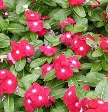 Linda Flower seeds for Planting Sun Loving Heirloom & GMO Free Seeds for Home Garden
Sale for planting in home garden