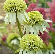 Echinacea Flower seeds for Planting Sun Loving Heirloom & GMO Free Seeds for Home Garden
Sale for planting in home garden