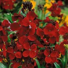Heirloom Scarlet Flower seeds for Planting Long Bloom Season Heirloom & GMO Free Seeds for Home Garden
Sale for planting in home garden