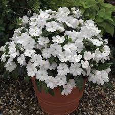 Heirloom Impatiens Flower seeds for Planting Sun Loving Heirloom & GMO Free Seeds for Home Garden
Sale for planting in home garden