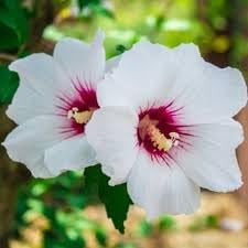 Syriacus Flower seeds for Planting - Pollinator Friendly, Heirloom & GMO Free Seeds for Home Garden
Sale seeds for planting in home garden