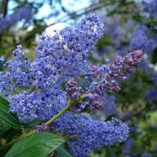 Integerrimus Flower seeds for Planting - Fragrant Blossoms, Heirloom & GMO Free Seeds for Home Garden
Sale seeds for planting in home garden