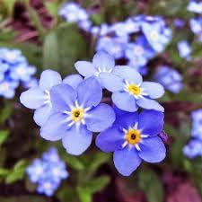 Myosotis Flower seeds for Planting Seasonal Bloomer Heirloom & GMO Free Seeds for Home Garden
Sale for planting in home garden