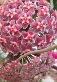 Burgundy Hoya Flower seeds for Planting - Hardy Variety, Heirloom & GMO Free Seeds for Home Garden
Sale for planting in home garden