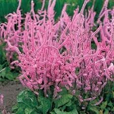 Heirloom Suworowii Flower seeds for Planting Low Maintenance Heirloom & GMO Free Seeds for Home Garden
Sale for planting in home garden