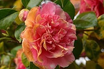 Pink Orange Camellia Flower seeds for Planting - Low Maintenance, Heirloom & GMO Free Seeds for Home Garden
Sale for planting in home garden.
