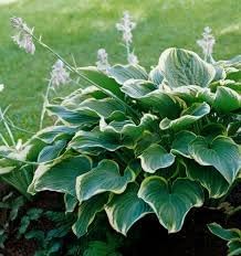 Hosta Flower seeds for Planting Colorful Display Heirloom & GMO Free Seeds for Home Garden
Sale for planting in home garden
